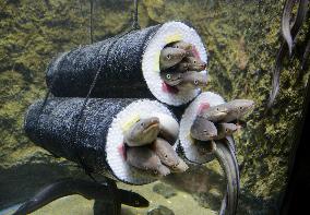 Conger eels