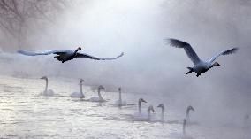 Swans in Hokkaido