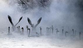 Swans in Hokkaido