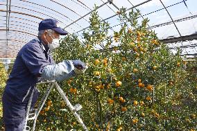 Harvesting of kumquats in southwestern Japan