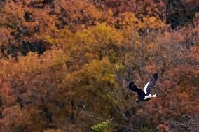 Eagle passing the winter in Japan