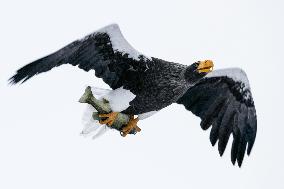 Eagle passing the winter in Japan