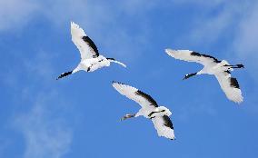 Red-crowned cranes in Hokkaido