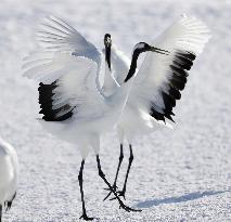 Red-crowned cranes in Hokkaido