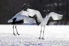 Red-crowned cranes in Hokkaido