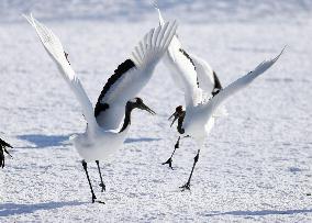 Red-crowned cranes in Hokkaido