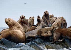 Sea lions on Hokkaido uninhabited isle