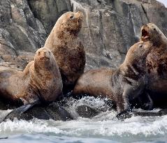 Sea lions on Hokkaido uninhabited isle