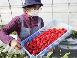 New strawberry brand Tochiaika