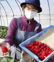 New strawberry brand Tochiaika