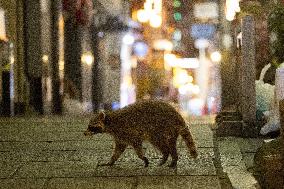 Raccoon on Osaka street