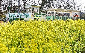 Canola flowers at eastern Japan park