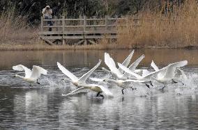 Tundra swans in western Japan