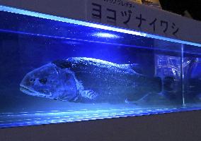 Yokozuna slickhead fish