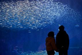 Sardines in Nagoya aquarium