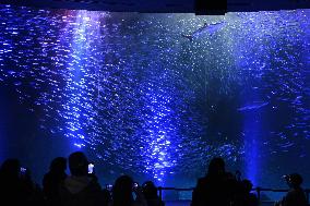 Sardines in Nagoya aquarium