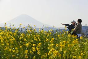 Mt. Fuji and rapeseed blossoms