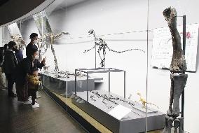 Renewed exhibition at Japanese dinosaur museum
