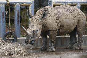 Japan-bound white rhino in Taiwan