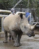 Japan-bound white rhino in Taiwan
