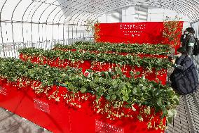 Strawberry picking at Abeno Harukas