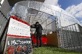 Strawberry picking at Abeno Harukas