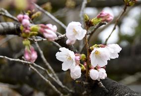 Cherry trees bloom in southwestern Japan