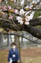Cherry trees bloom in southwestern Japan
