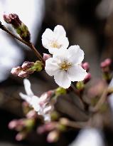 Cherry blossom in Nagoya