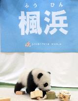 Baby panda in western Japan