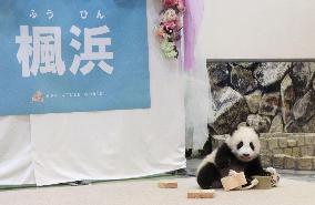 Baby panda in western Japan