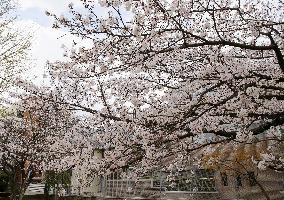 Cherry blossoms in southwestern Japan