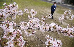 Cherry blossoms in southwestern Japan