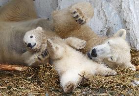 Polar bear cub at Osaka zoo