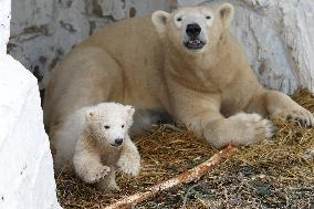Polar bear cub at Osaka zoo