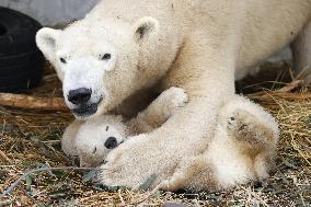 Polar bear cub at Osaka zoo