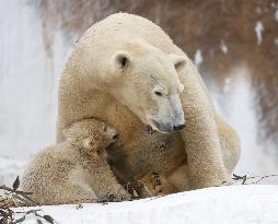 Polar bear cub at Osaka zoo