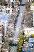 Cherry blossoms in Tokyo