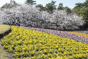 Cherry blossoms and pansies at flower park in Japan