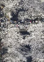 Cherry blossoms in Tokyo