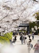 Cherry blossoms in Osaka
