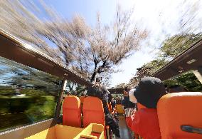 Cherry blossom-viewing bus tour in Tokyo