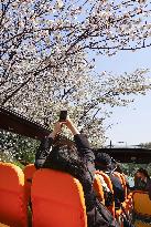 Cherry blossom-viewing bus tour in Tokyo