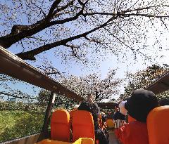 Cherry blossom-viewing bus tour in Tokyo