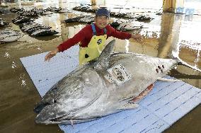 Largest bluefin tuna of 2021 at western Japan port
