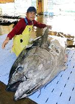 Largest bluefin tuna of 2021 at western Japan port