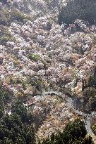 Cherry blossoms in Yoshino, western Japan