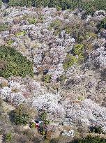 Cherry blossoms in Yoshino, western Japan