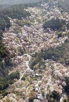 Cherry blossoms in Yoshino, western Japan