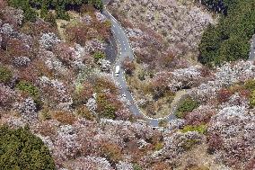 Cherry blossoms in Yoshino, western Japan